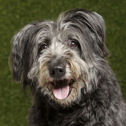 Close-up portrait of dog