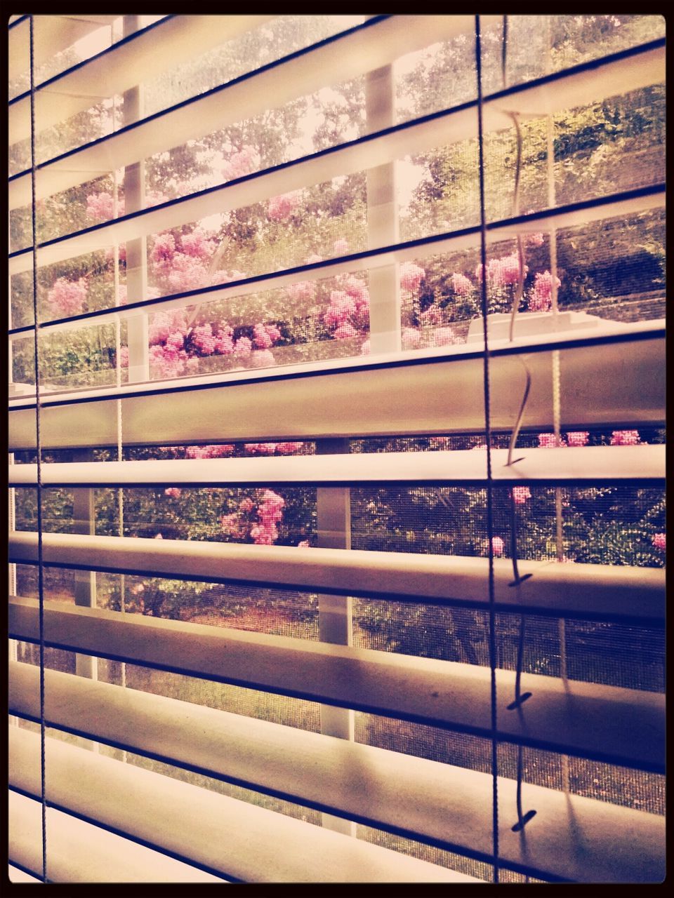 transfer print, railing, flower, tree, built structure, auto post production filter, architecture, indoors, growth, glass - material, city, building exterior, day, window, reflection, nature, no people, transparent, pink color