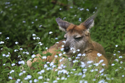 Close-up on kangaroo resting on field