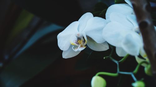 Close-up of insect on flower