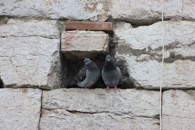 Pigeons perching on wall