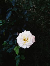 Close-up of flower growing on plant