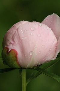 Close-up of wet pink flower