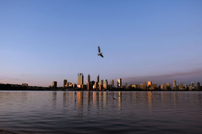 View of birds flying over buildings in city