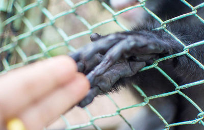 Close-up of hand in cage