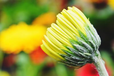 Close-up of yellow flowering plant