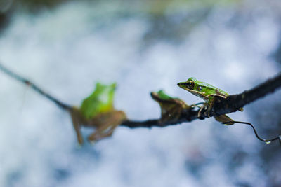 Close-up of plant on branch