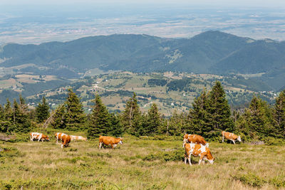 Sheep grazing in a field