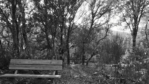 Empty bench in park