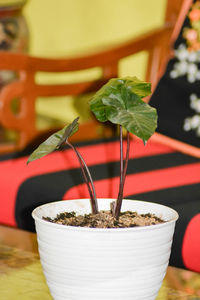 Selective focused portrait of a white potted plant on a glass surface, indoor