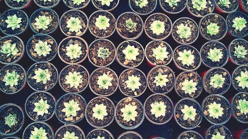 Full frame shot of potted plants in greenhouse