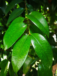 Close up of leaf