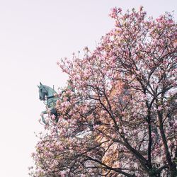 Low angle view of flower tree against clear sky