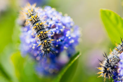 Close-up of purple flowering plant