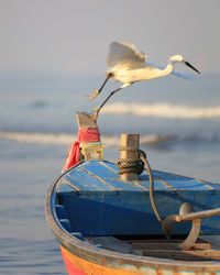 Seagull perching on wooden post