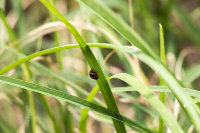 Close-up of ladybug on grass