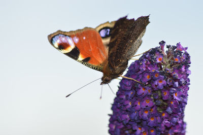 Close-up of butterfly pollinating on purple flower