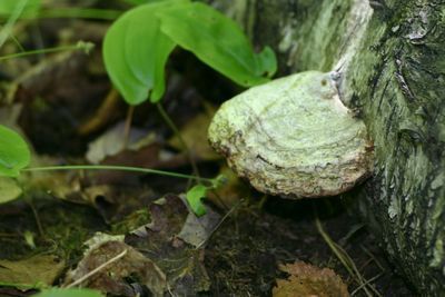 Close-up of plant in forest