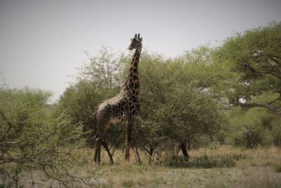 Giraffe standing on grass against trees