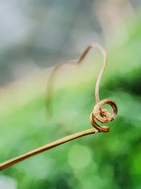 Close-up of spiral stem