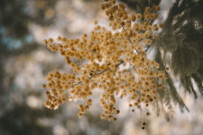 Close-up of snow on plant