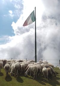 Flock of sheep on field