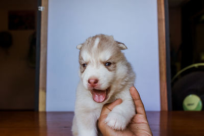 Siberian husky puppy.