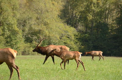 Horses in a field