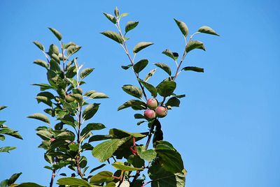 Low angle view of apples  against clear blue sky