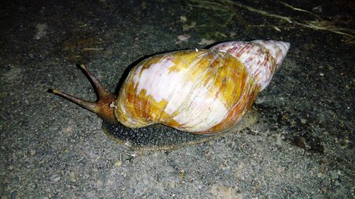 High angle view of snail