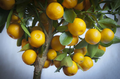 Low angle view of fruits on tree