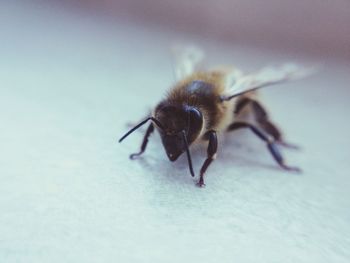 Close-up of a honey bee with copy space