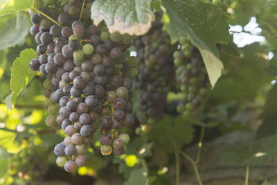 Close-up of grapes growing in vineyard