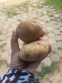 Close-up of hand holding mushrooms