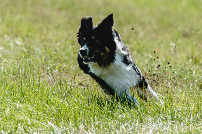 Dog running on field