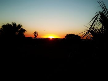 Silhouette trees at sunset