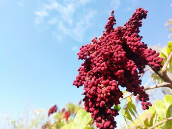 Low angle view of fresh flowers blooming against sky