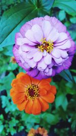 Close-up of flower