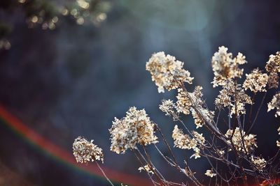 Close-up of flowers growing on tree