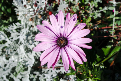 Close-up of pink flower