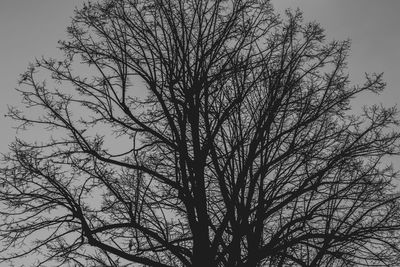 Low angle view of silhouette bare tree against sky