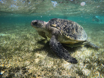 Turtle swimming in sea