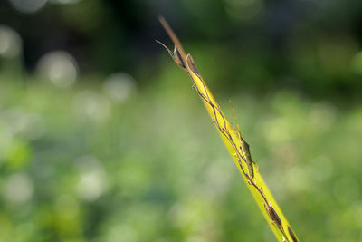 Close-up of insect on plant