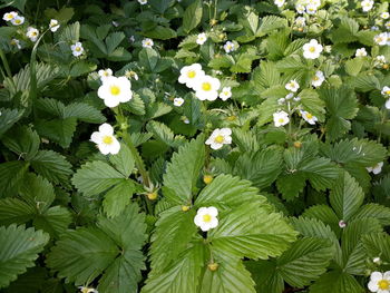 High angle view of white flowering plants
