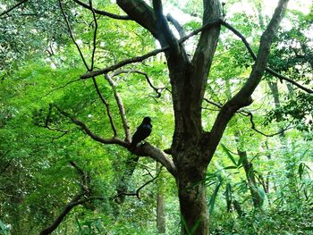Low angle view of birds perching on branch