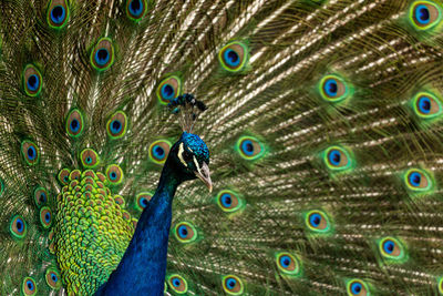 Peacock displaying his amazing iridescent feathers