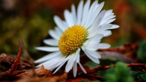 Close-up of white daisy flower