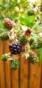 Close-up of berries growing on plant