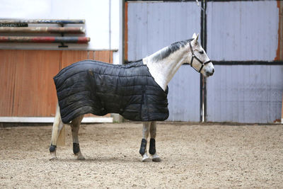 Side view of horse in stable