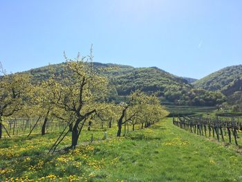 Scenic view of farm against clear blue sky